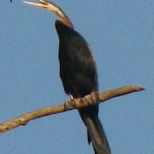 Kinabatangan Floodplain – Sukau, Sabah