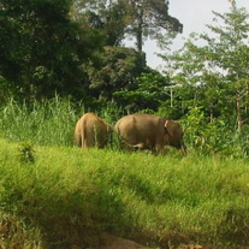 Kinabatangan Floodplain – Sukau, Sabah