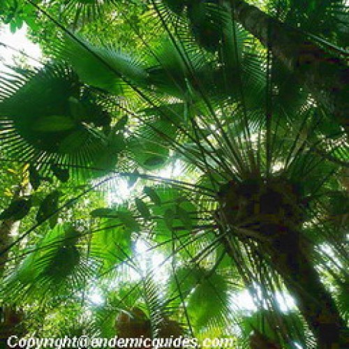 Endau Rompin National Park, Johor