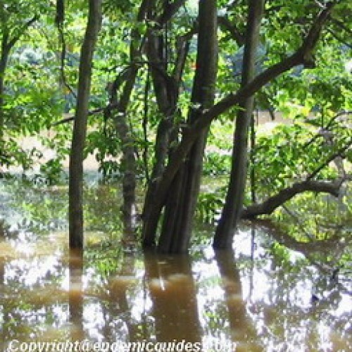 Kinabatangan Floodplain – Sukau, Sabah