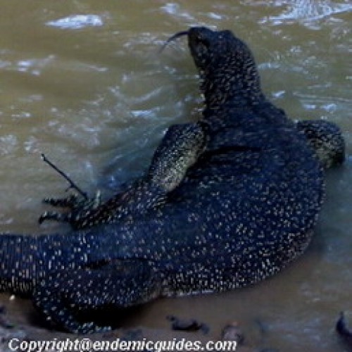 Kinabatangan Floodplain – Sukau, Sabah