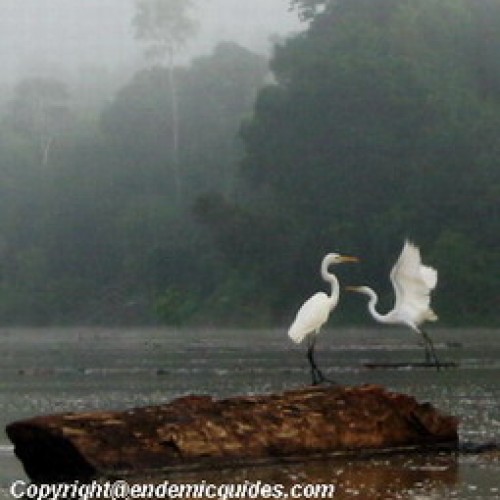 Kinabatangan Floodplain – Sukau, Sabah