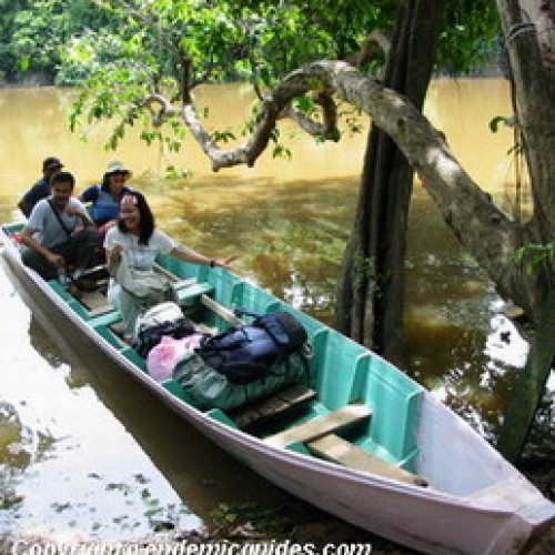 Kinabatangan Floodplain – Sukau, Sabah