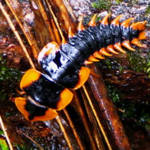 Sarawak: Batang Ai National Park