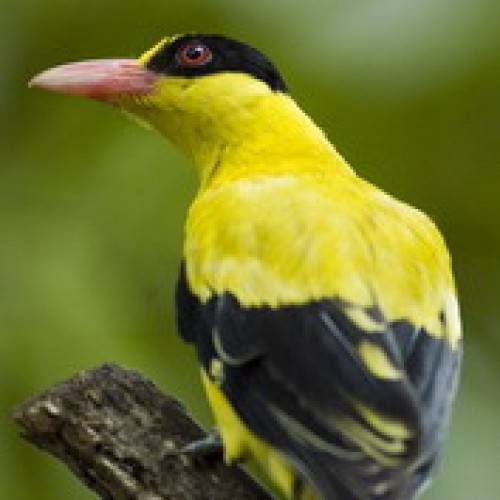 Mount Kinabalu National Park, Sabah