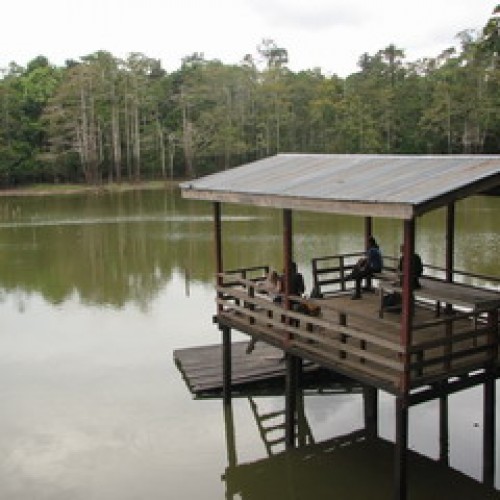 Kinabatangan Floodplain – Sukau, Sabah