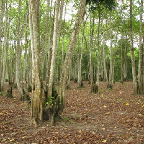 Kinabatangan Floodplain – Sukau, Sabah