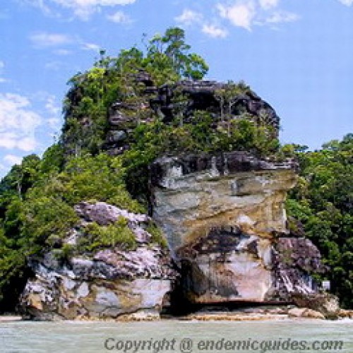 Sarawak: Bako National Park