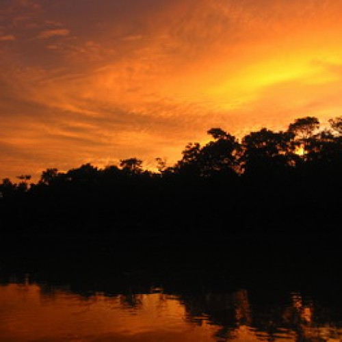 Kinabatangan Floodplain – Sukau, Sabah