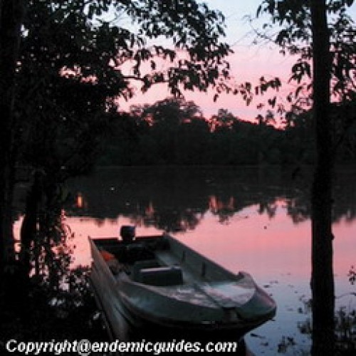 Kinabatangan Floodplain – Sukau, Sabah