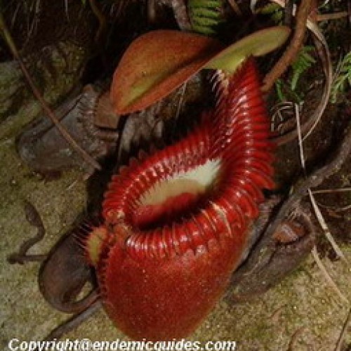 Mount Kinabalu National Park, Sabah