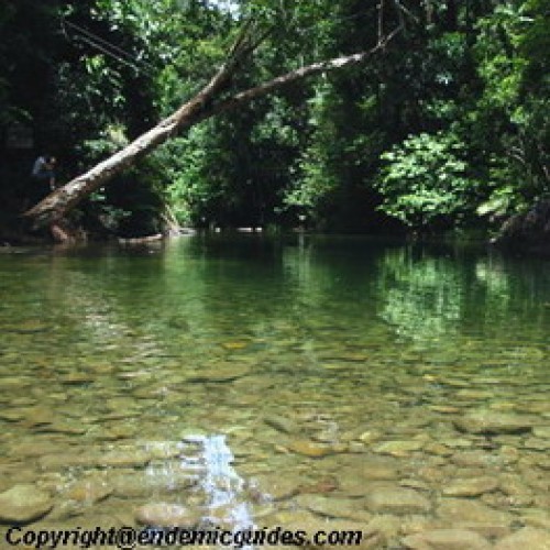 Endau Rompin National Park, Johor