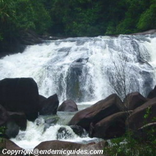 Endau Rompin National Park, Johor