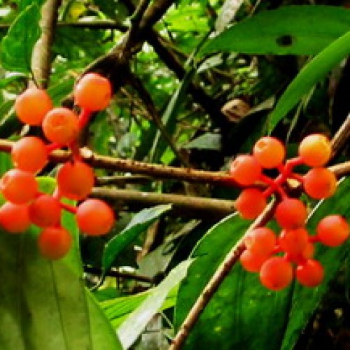 Royal Belum Forest Reserve, Perak