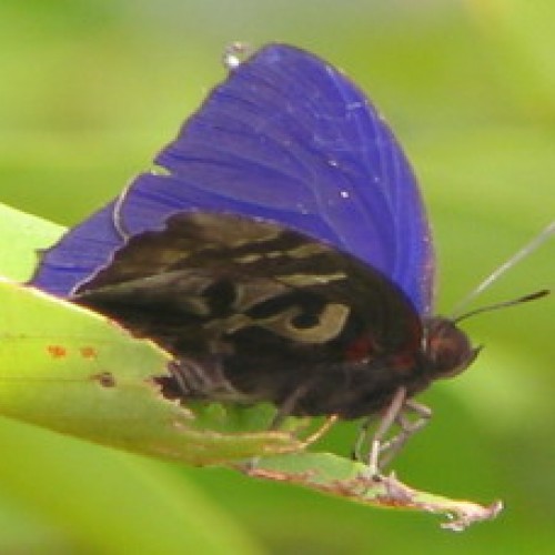 Royal Belum Forest Reserve, Perak