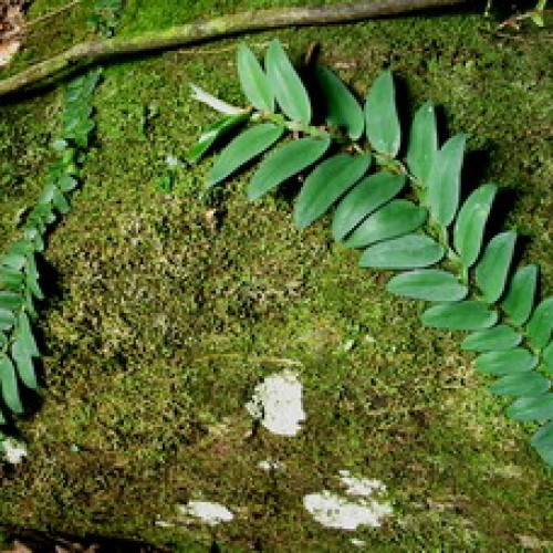 Royal Belum Forest Reserve, Perak