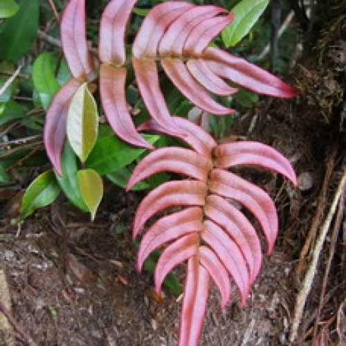 Royal Belum Forest Reserve, Perak