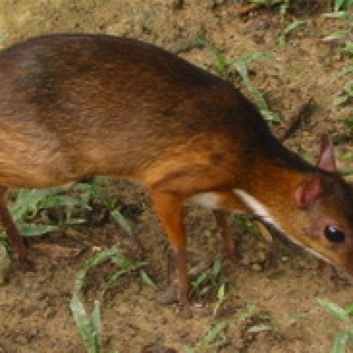 Royal Belum Forest Reserve, Perak