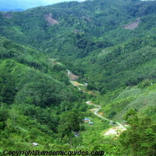 Faldgruber interval vaskepulver Crocker Range National Park, Sabah | EndemicGuides