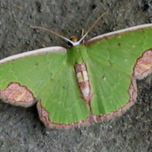 Danum Valley Conservation Area, Sabah