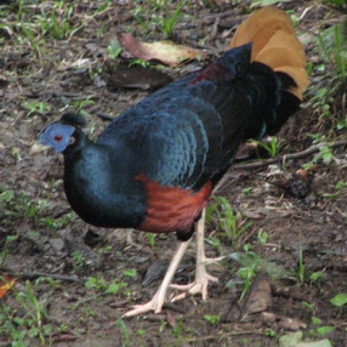 Danum Valley Conservation Area, Sabah