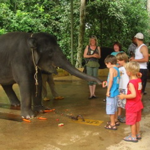 Kuala Gandah Elephant Sanctuary, Pahang