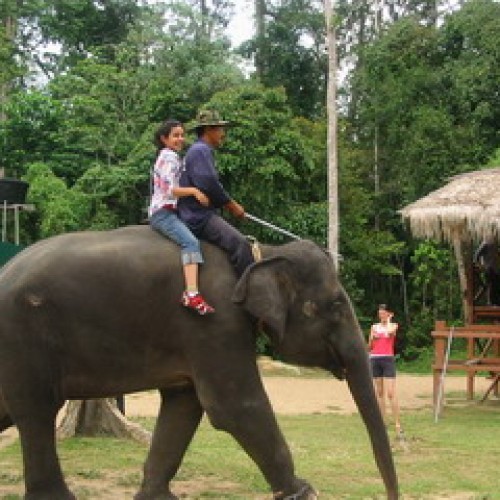 Kuala Gandah Elephant Sanctuary, Pahang