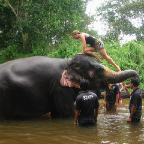 Kuala Gandah Elephant Sanctuary, Pahang