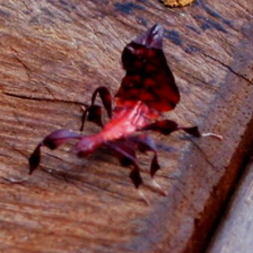 Danum Valley Conservation Area, Sabah