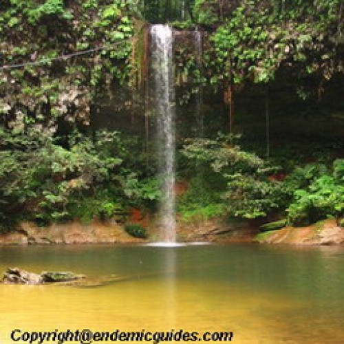 taman negara bukit lambir - Elizabeth Oliver