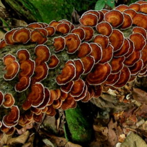 Danum Valley Conservation Area, Sabah