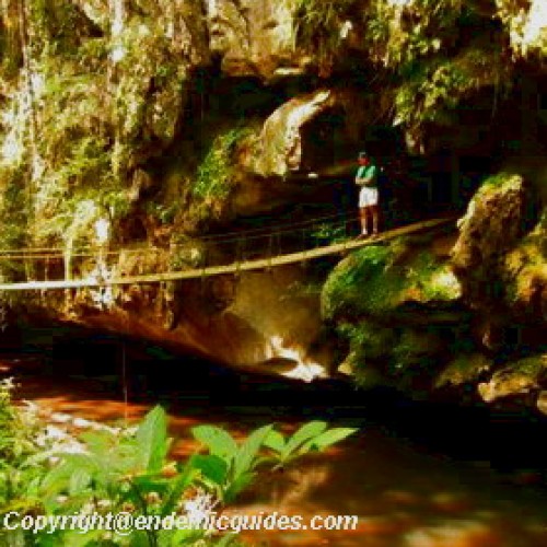 Kenong Rimba National Park, Pahang