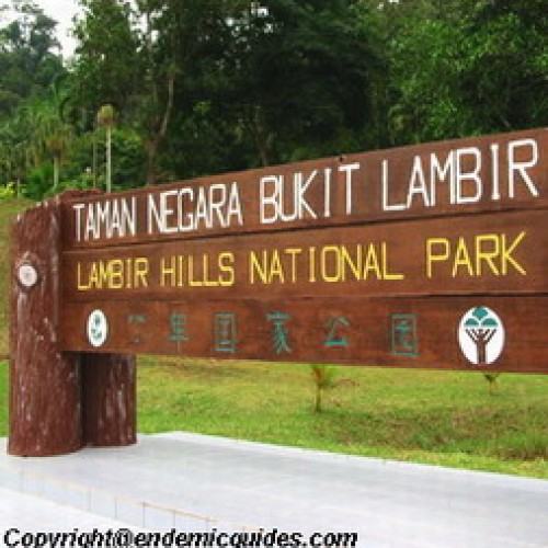 Lambir Hill National Park, Sarawak