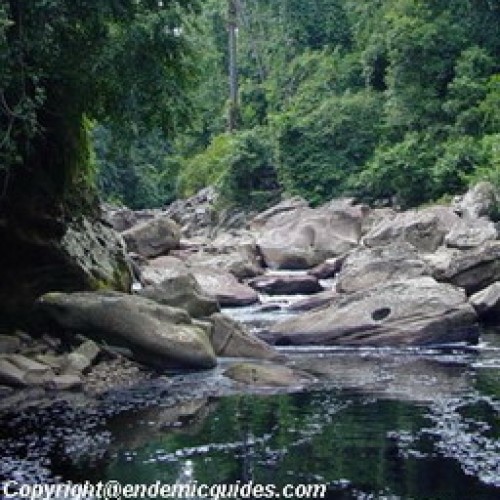 Maliau Basin Forest Reserve, Sabah