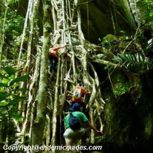 Kenong Rimba National Park, Pahang