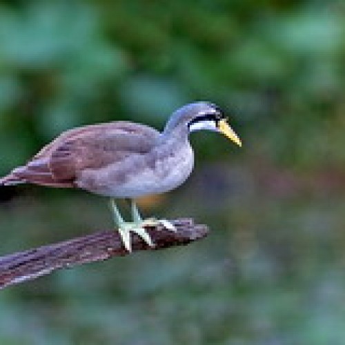 Taman Negara, Pahang