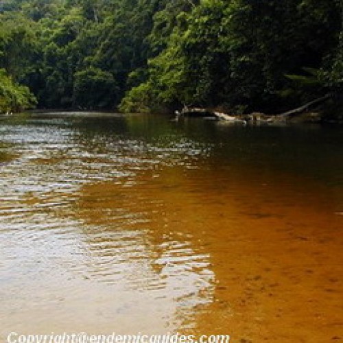 Taman Negara, Pahang