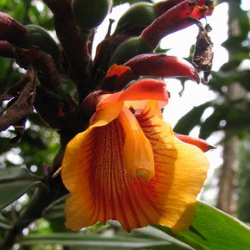 Gua Niah National Park, Sarawak