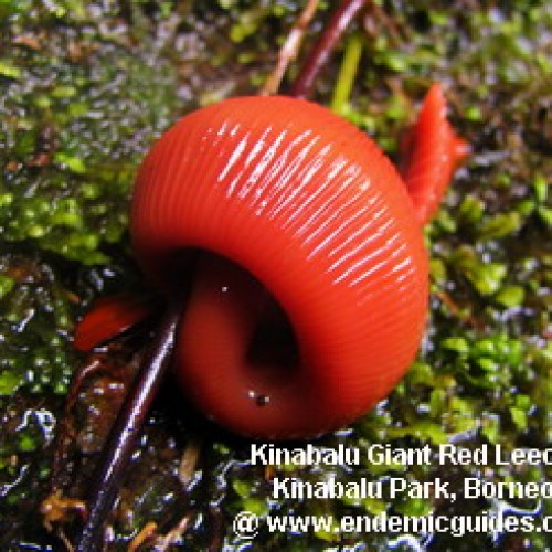 Forest Giant Red Leech