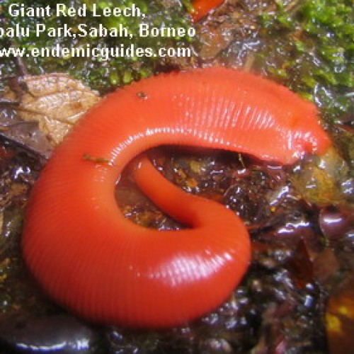 Forest Giant Red Leech | EndemicGuides