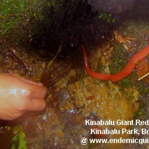 Forest Giant Red Leech
