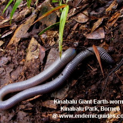 Forest Giant Red Leech