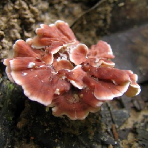 Gua Niah National Park, Sarawak