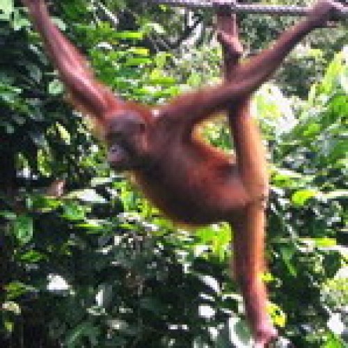 Orang Utan