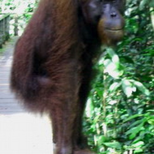 Orang Utan