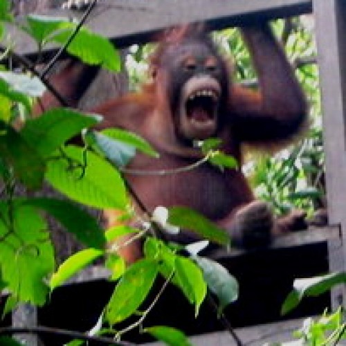 Orang Utan