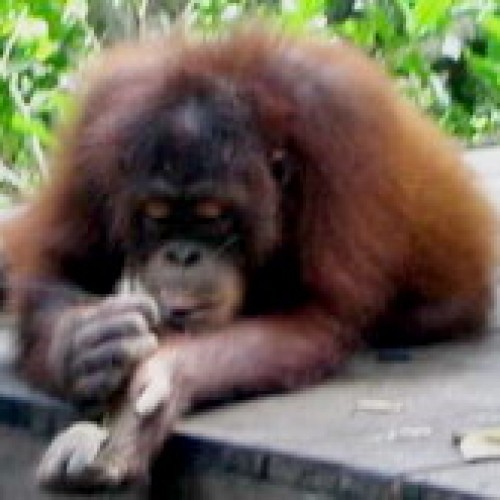 Orang Utan