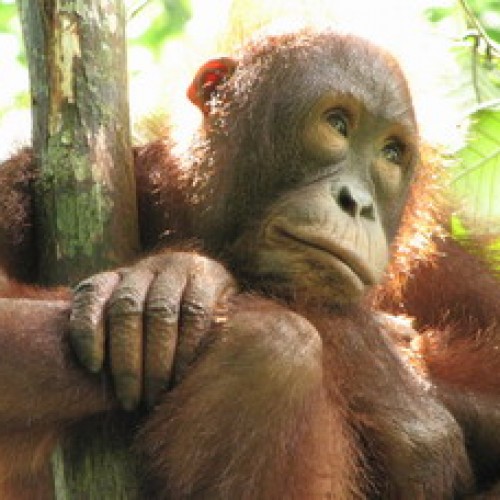 Orang Utan