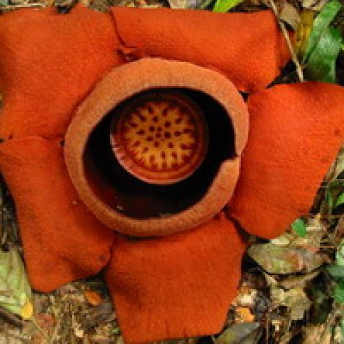 Rafflesia Flower, Borneo