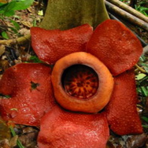 Rafflesia Flower, Borneo